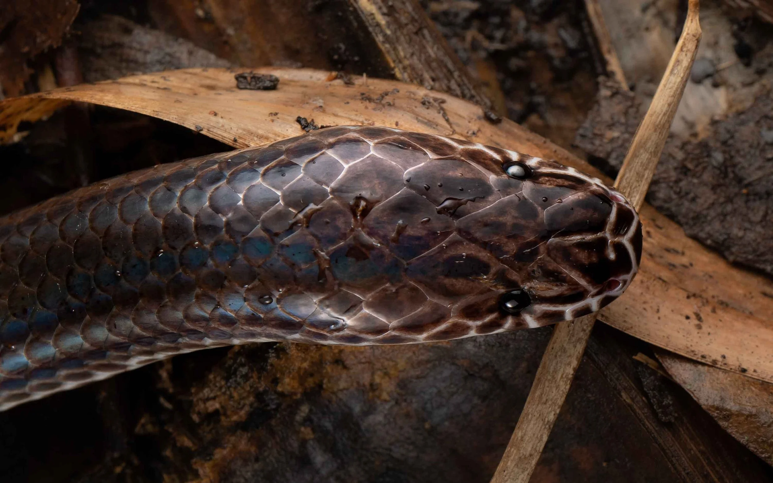 Sunbeam Snake — HongKongSnakeID.com